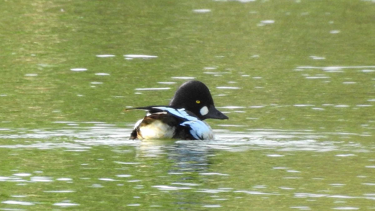 Common Goldeneye - ML508380011