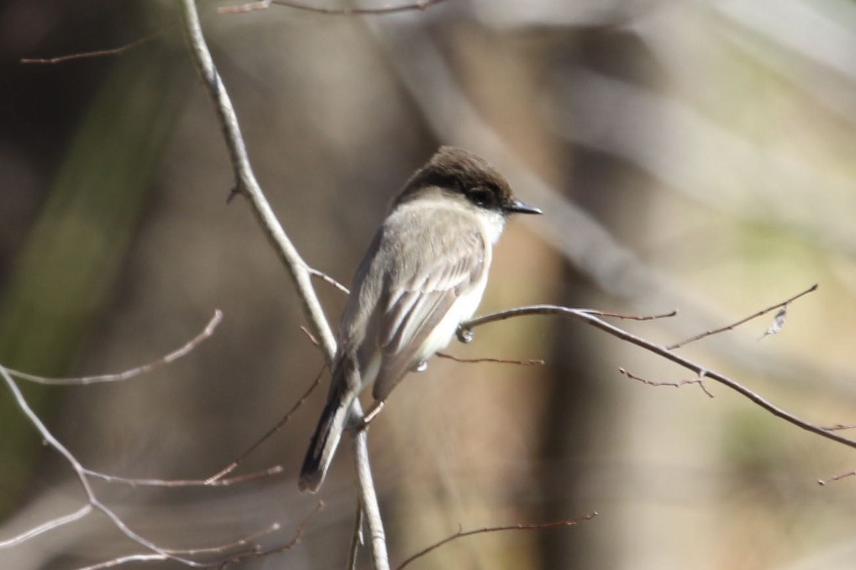 Eastern Phoebe - ML50838091