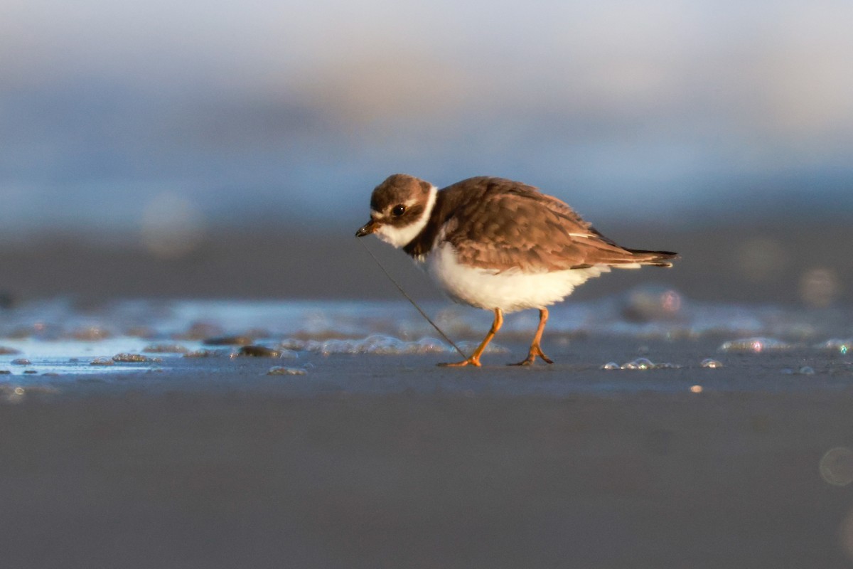 Semipalmated Plover - ML508381231