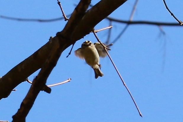 Golden-crowned Kinglet - ML50838281