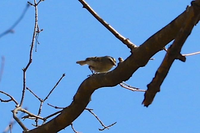 Golden-crowned Kinglet - ML50838291