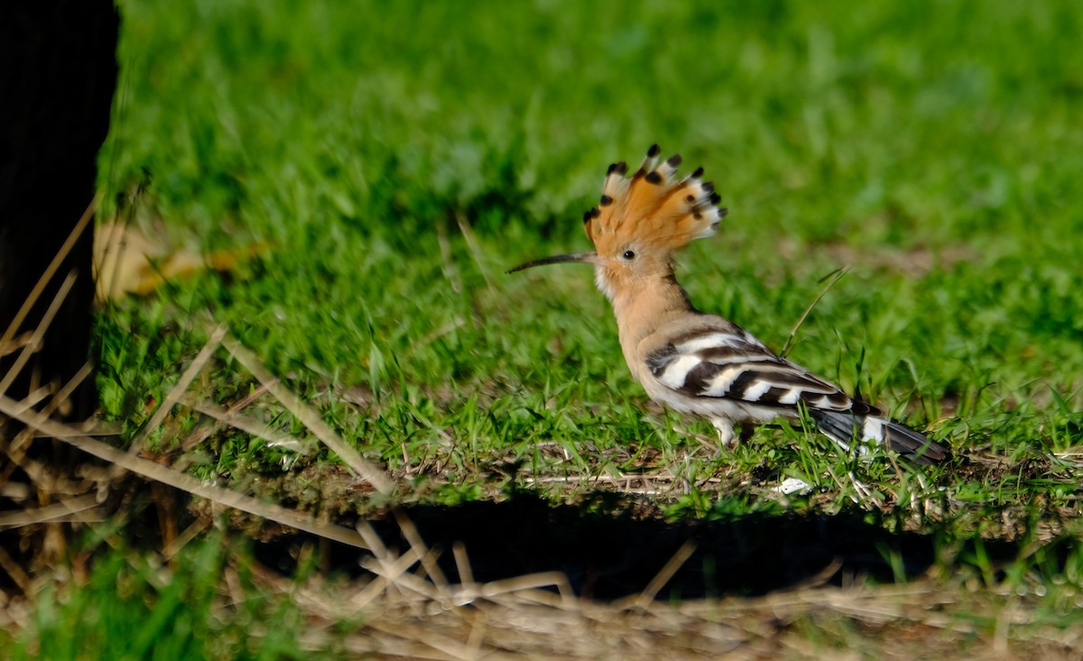 Eurasian Hoopoe - ML508383231