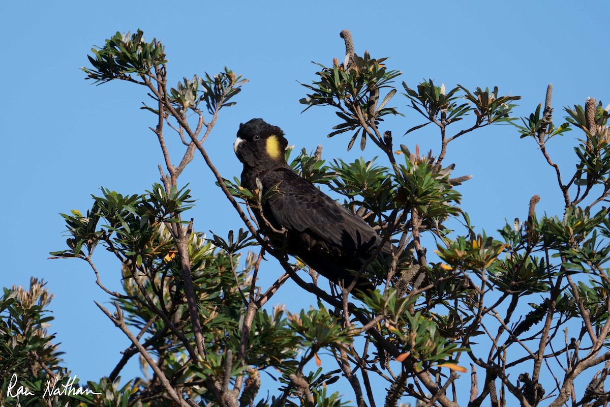 Yellow-tailed Black-Cockatoo - Ran Nathan