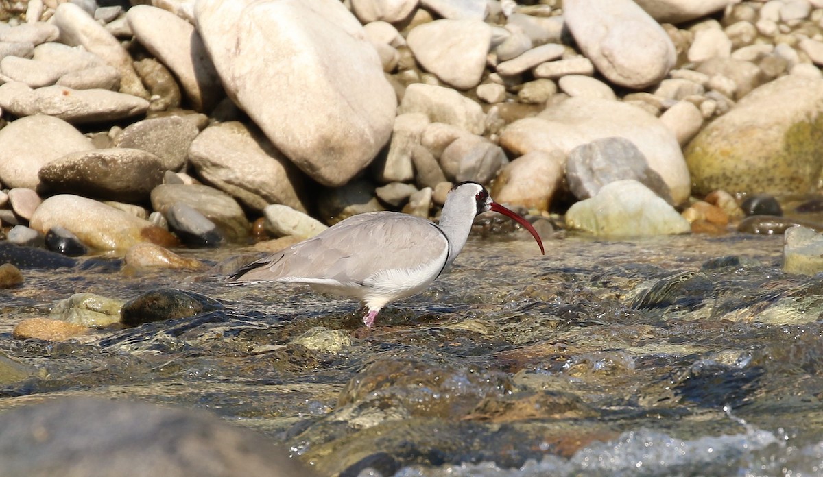 Bec-d'ibis tibétain - ML508384211