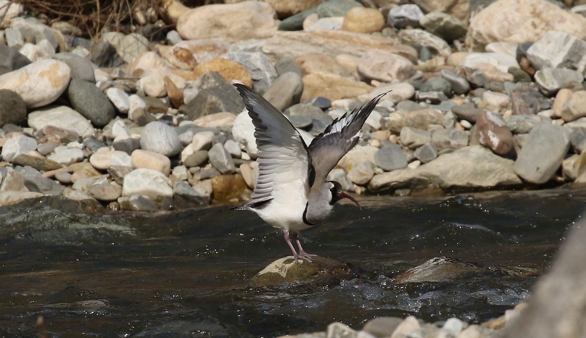 Bec-d'ibis tibétain - ML508384221