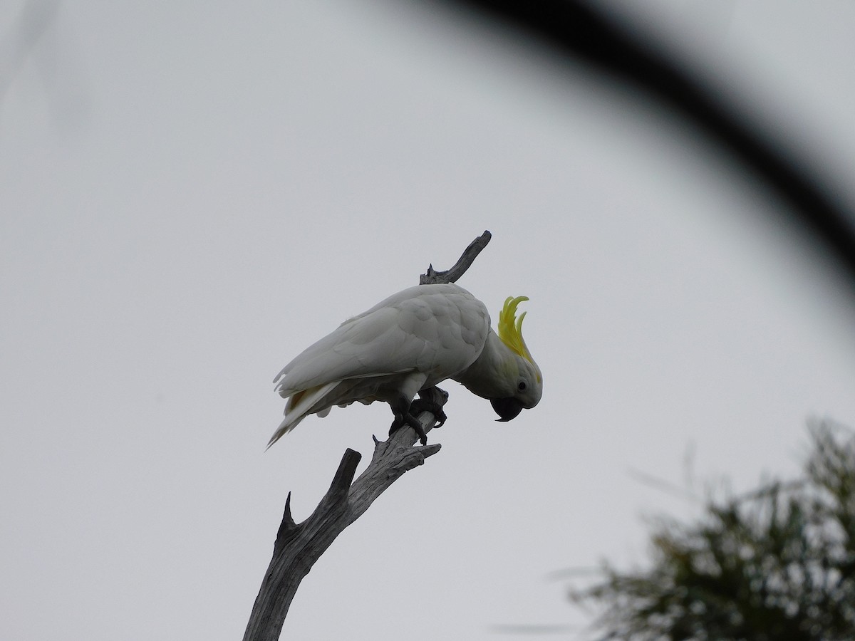 Sulphur-crested Cockatoo - ML508387161