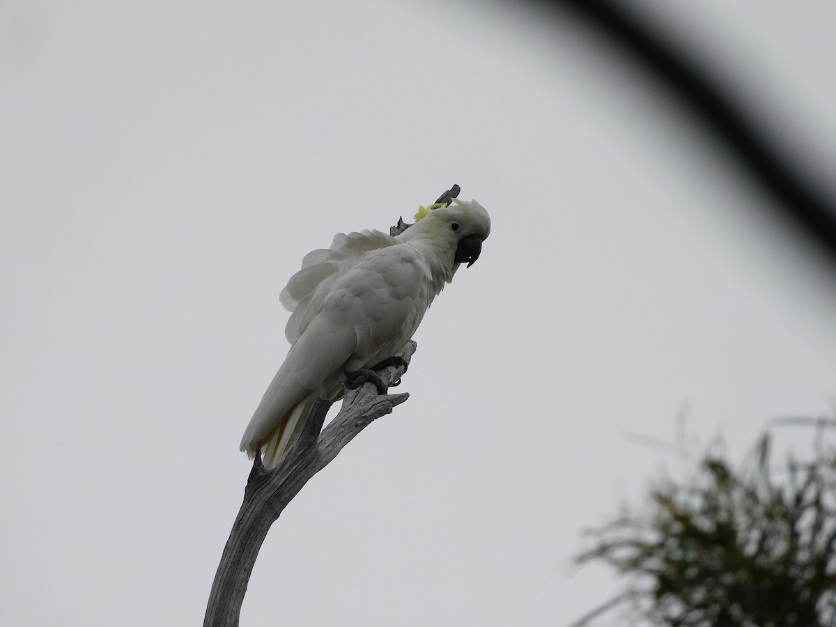 Sulphur-crested Cockatoo - ML508387191