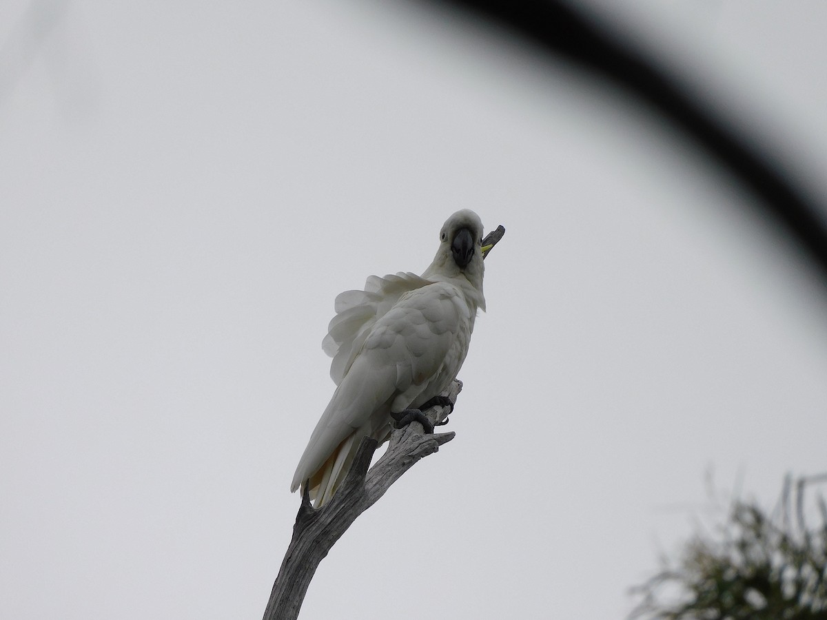 Sulphur-crested Cockatoo - ML508387201