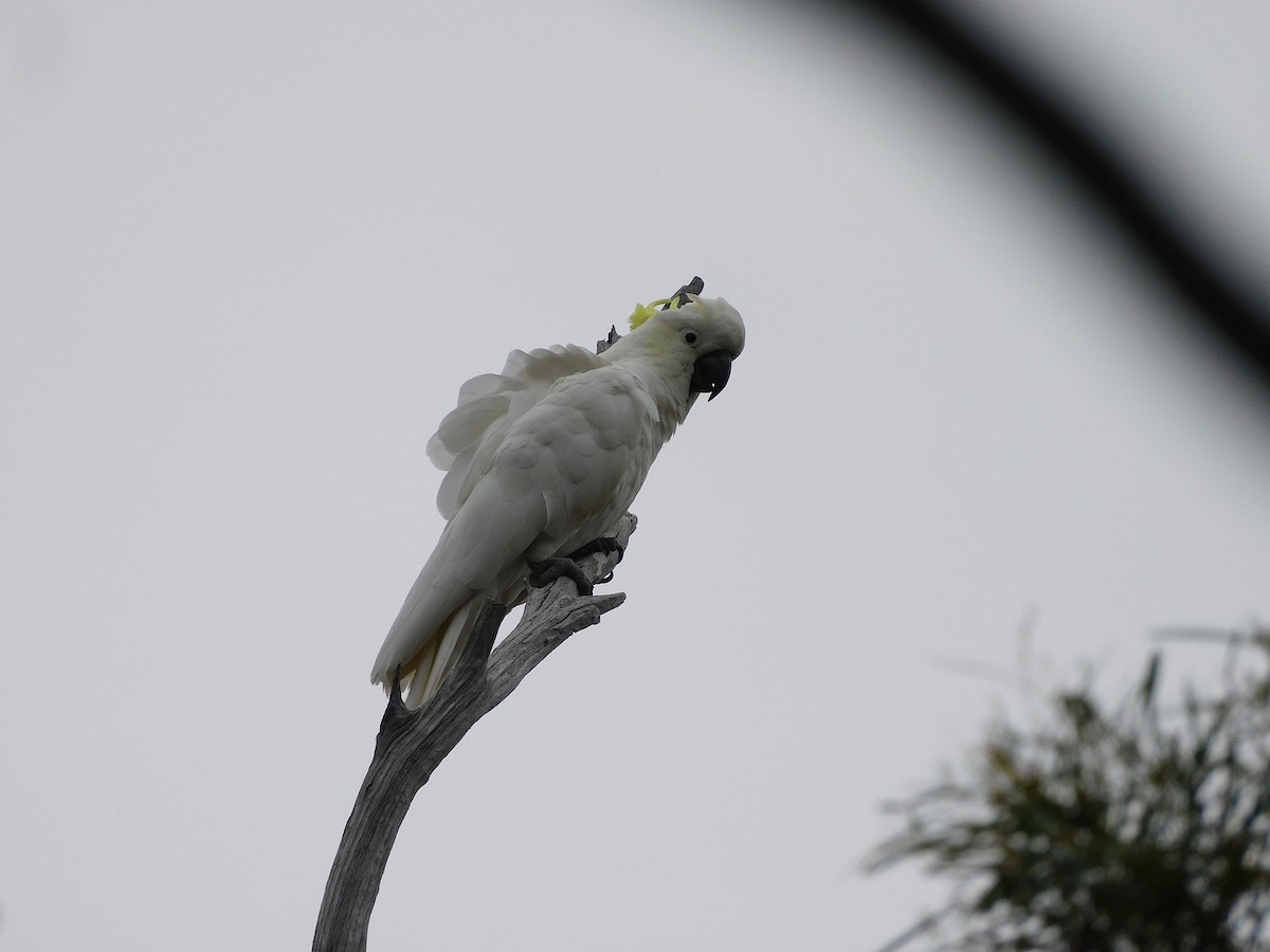 Sulphur-crested Cockatoo - ML508387211