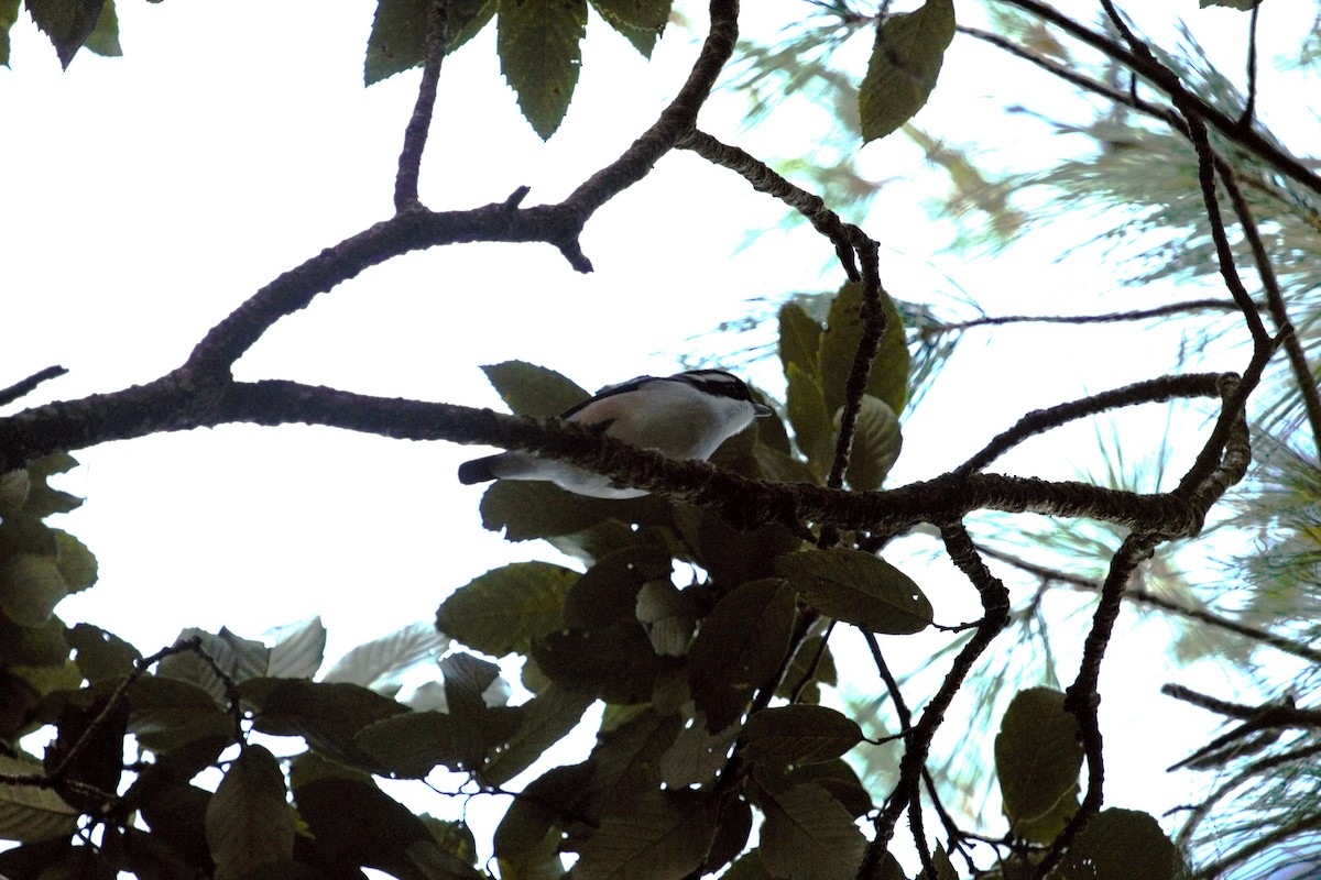 White-browed Shrike-Babbler (Himalayan) - ML508388711