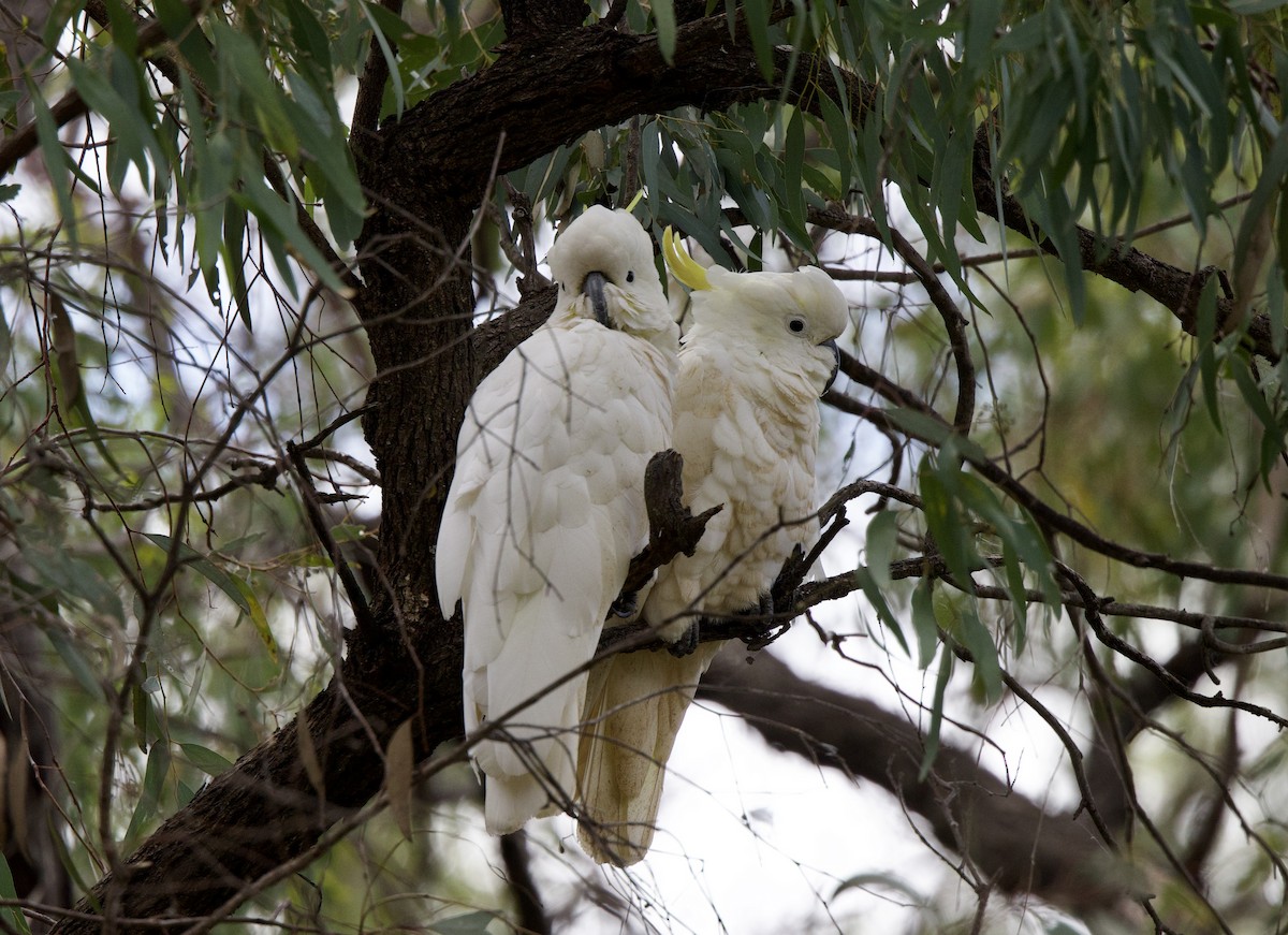 Sulphur-crested Cockatoo - ML508390601