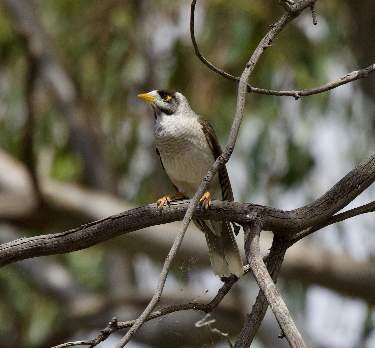 Noisy Miner - ML508390761