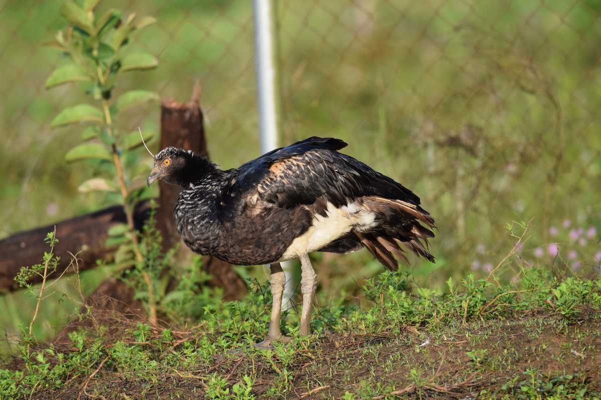 Horned Screamer - ML508391301