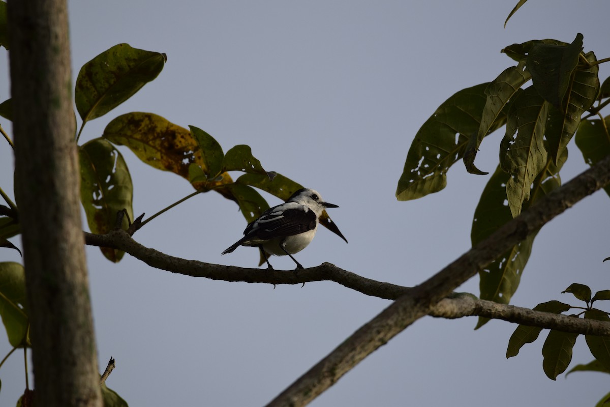 Pied Water-Tyrant - Freddy Oswaldo Ovalles Pabon