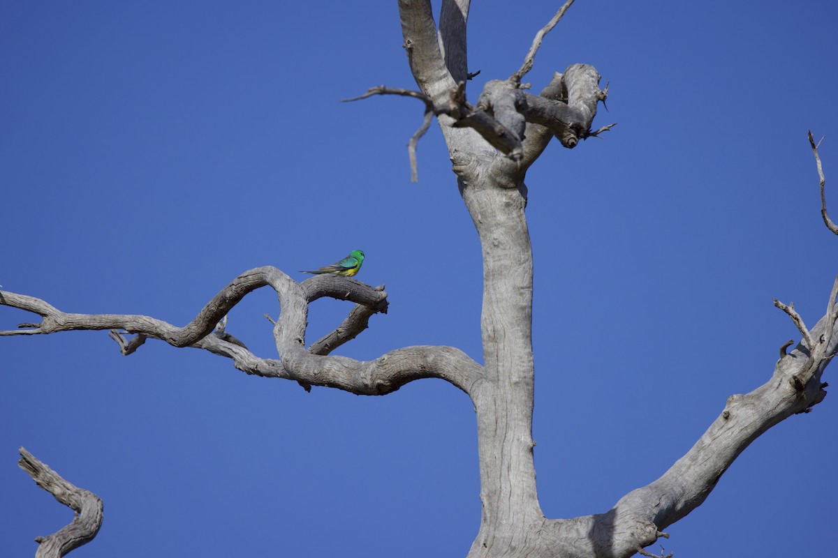 Red-rumped Parrot - ML508391981