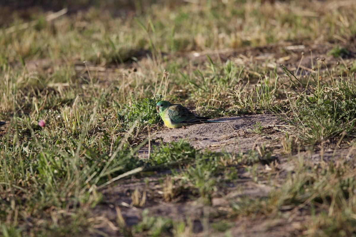 Red-rumped Parrot - ML508392011