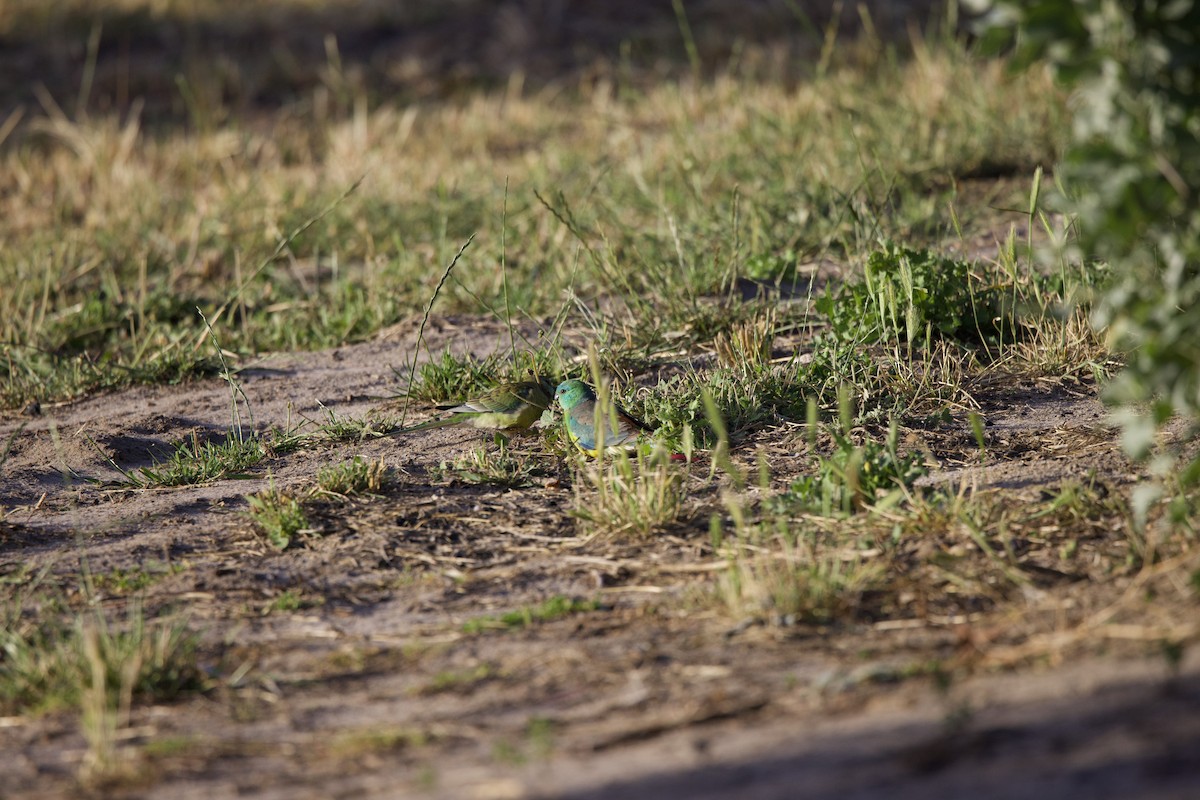 Red-rumped Parrot - ML508392021