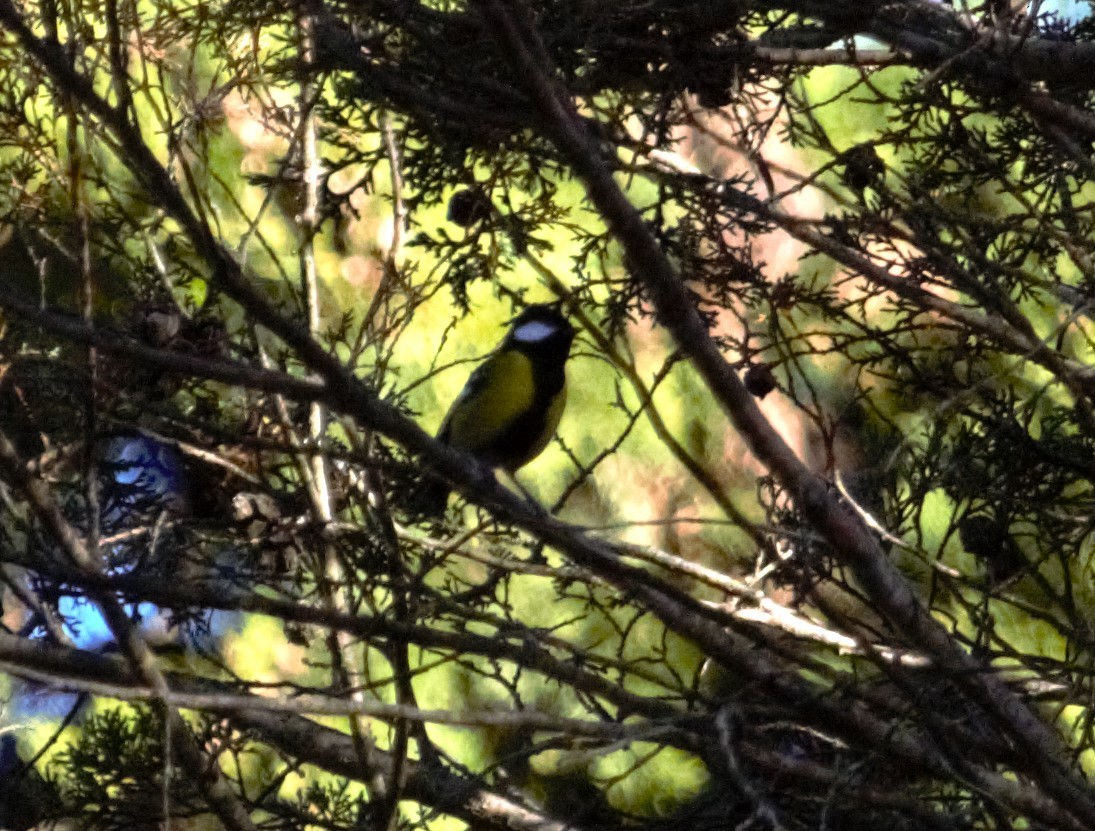 Green-backed Tit - ML508392261