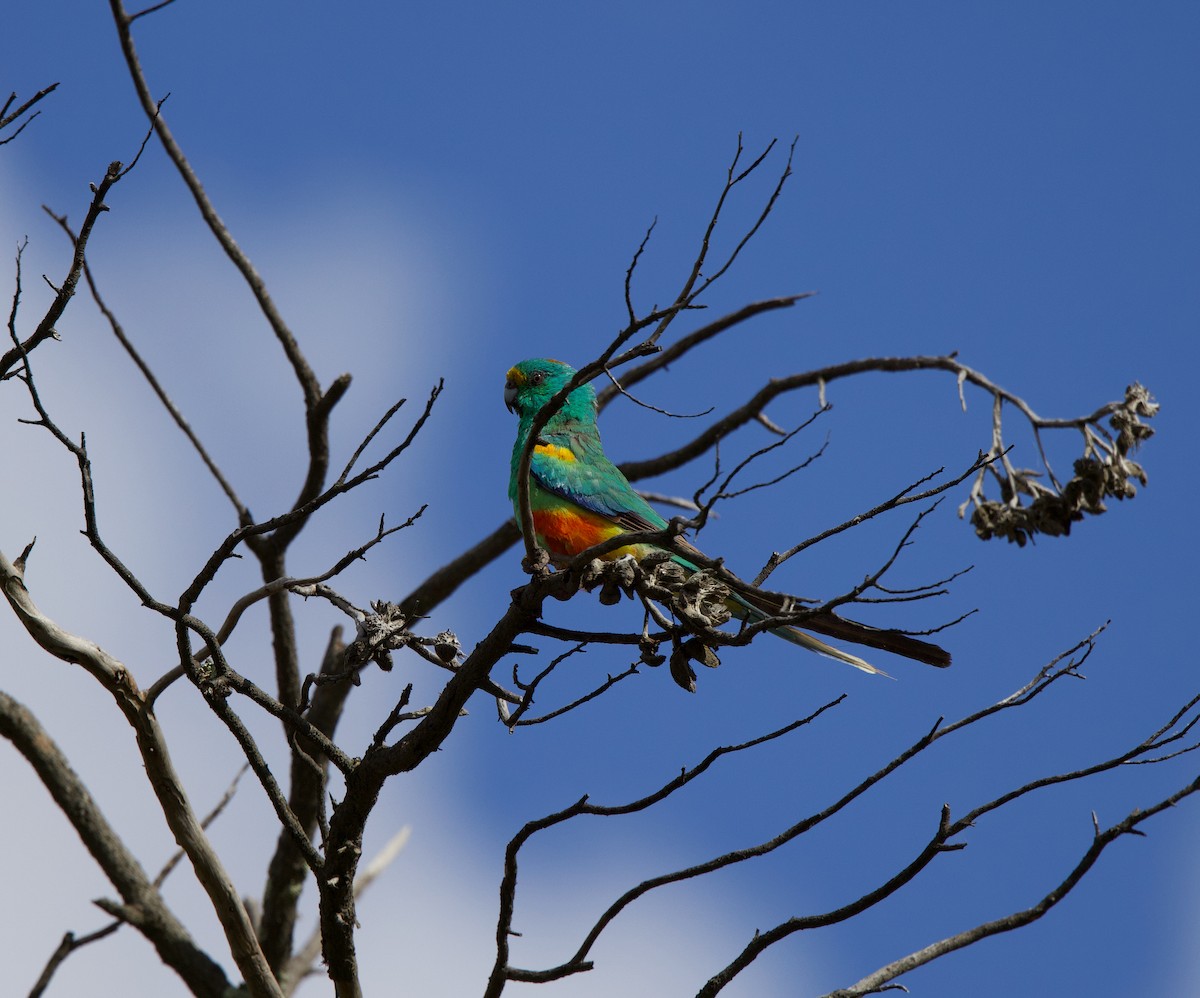 Mulga Parrot - ML508392461