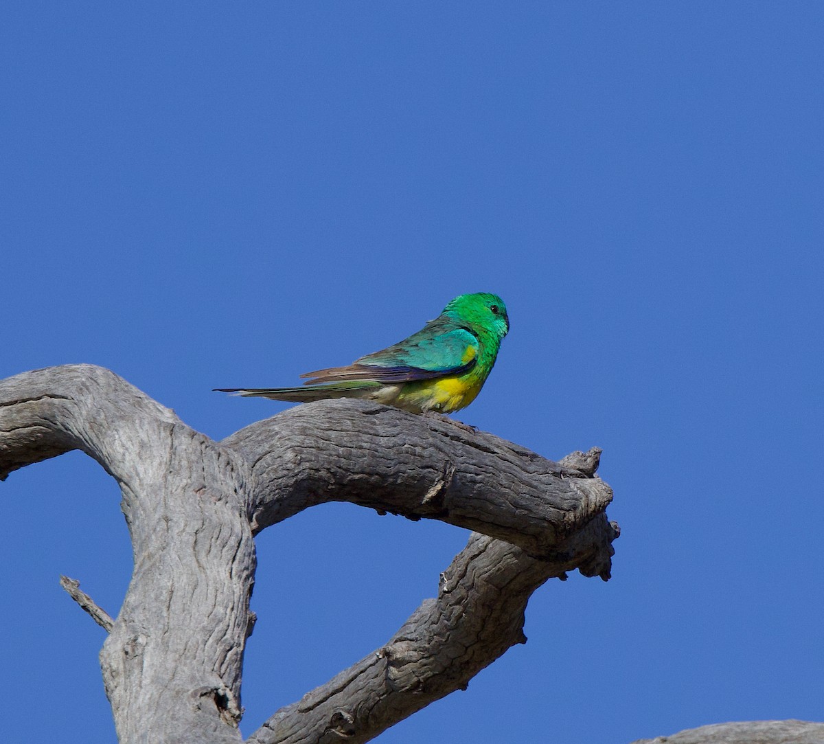 Red-rumped Parrot - ML508392491