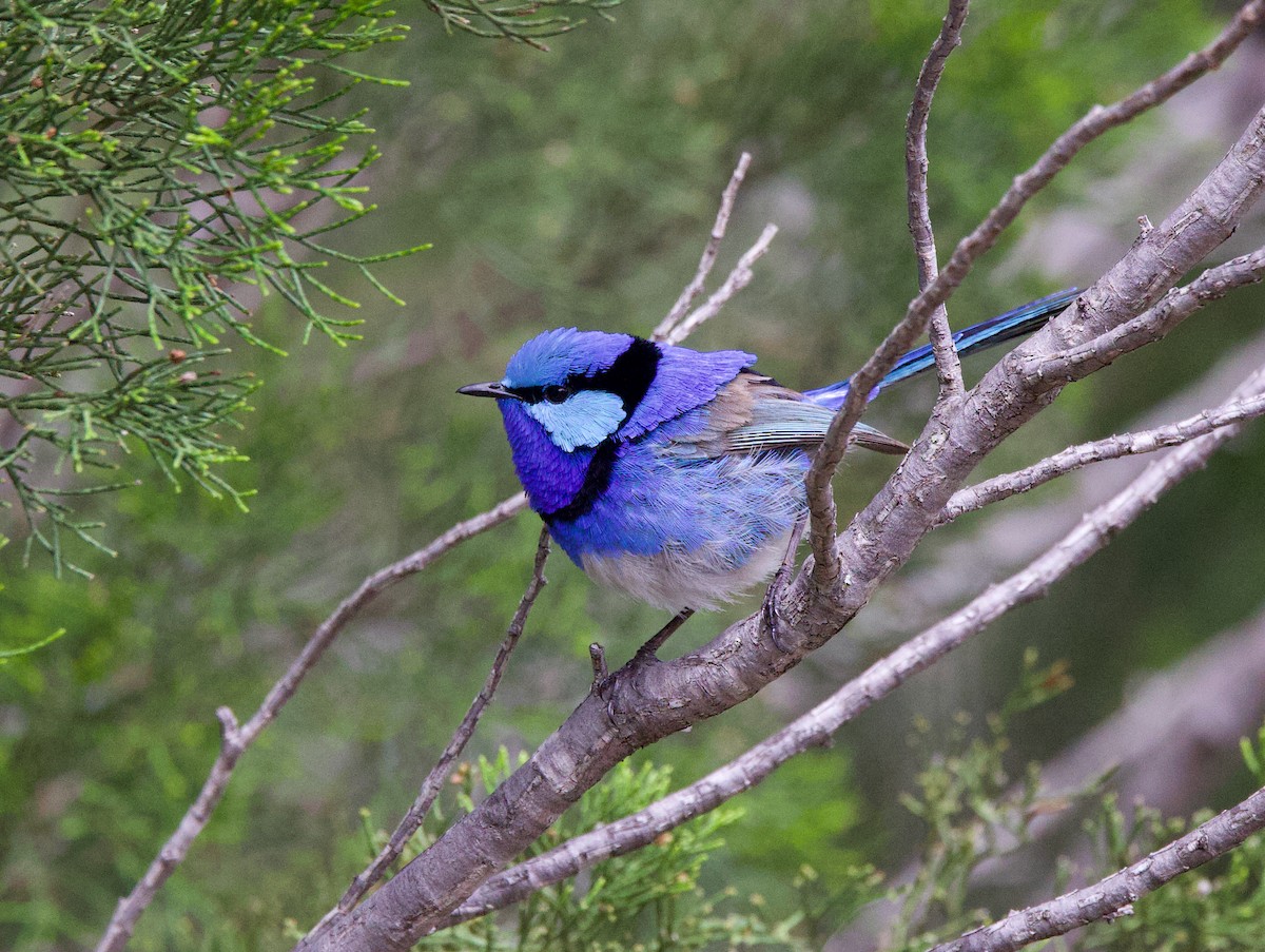 Splendid Fairywren - ML508393081