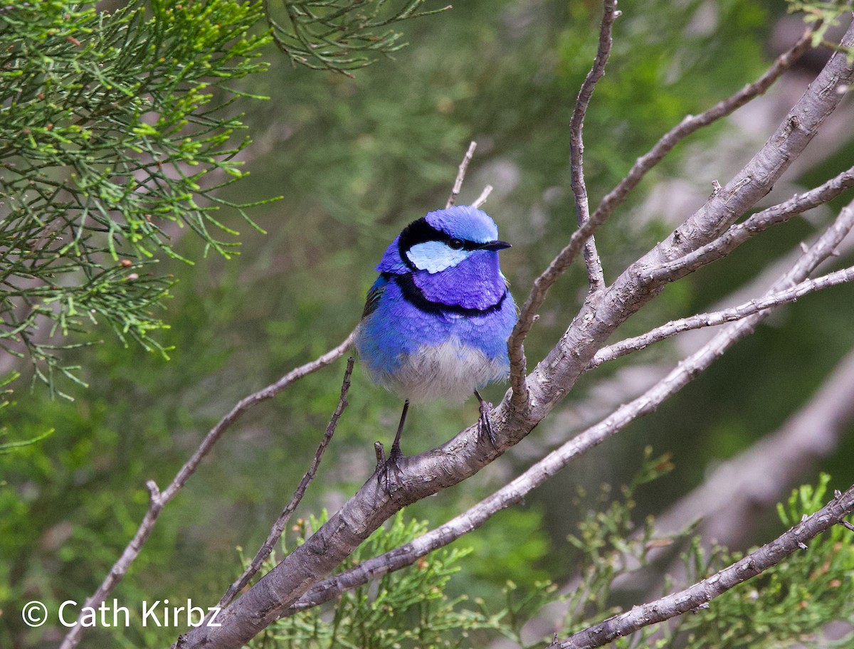 Splendid Fairywren - ML508393091