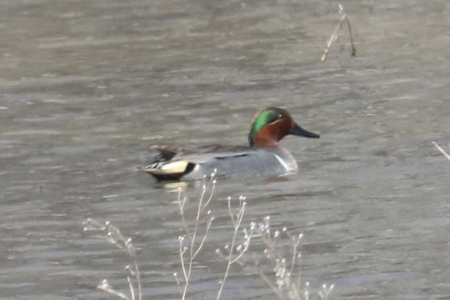 Green-winged Teal - David Marjamaa