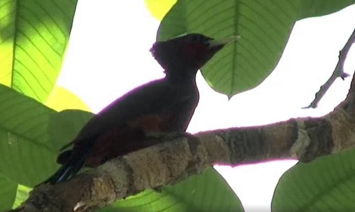 Waved Woodpecker (Scale-breasted) - Josep del Hoyo