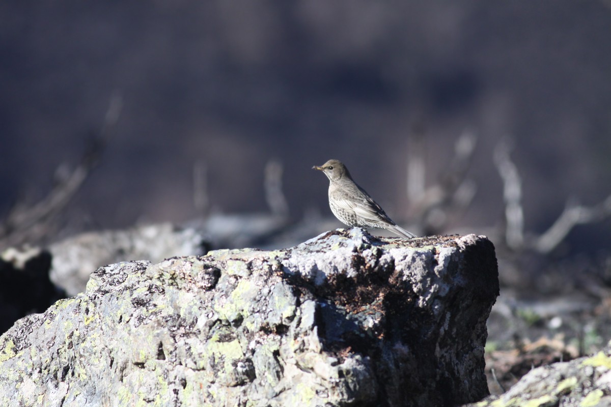 Ring Ouzel - ML508396851