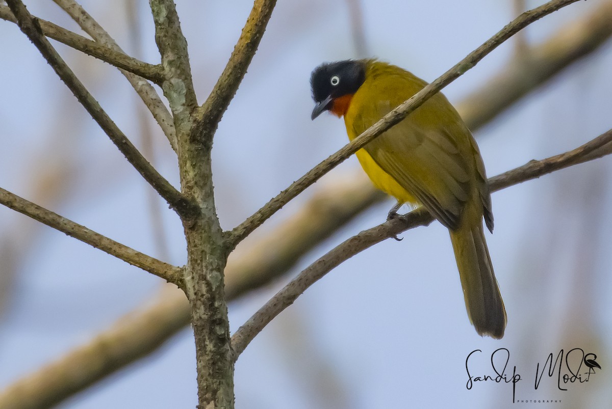 Flame-throated Bulbul - ML508399091