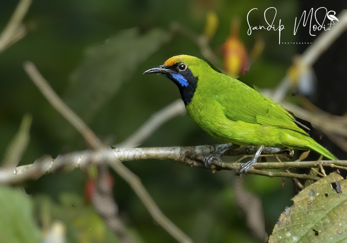 Golden-fronted Leafbird - Dr.Sandip  Modi