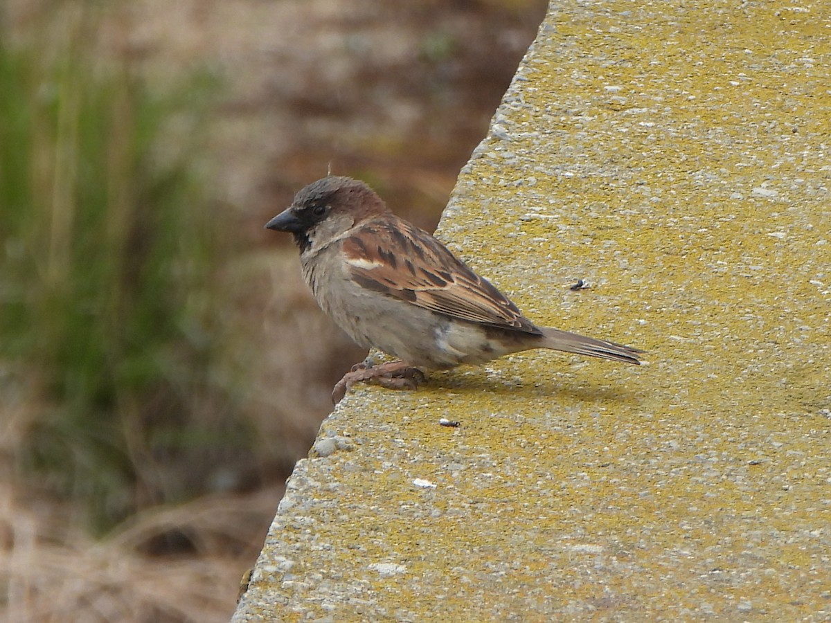 House Sparrow - ML508399361