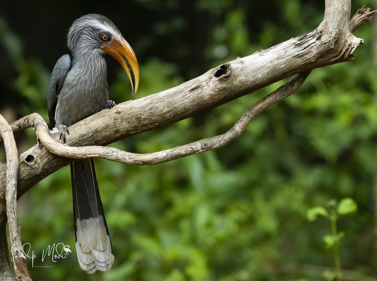 Malabar Gray Hornbill - ML508399631