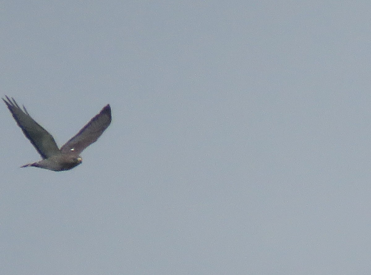 Broad-winged Hawk - ML508399641