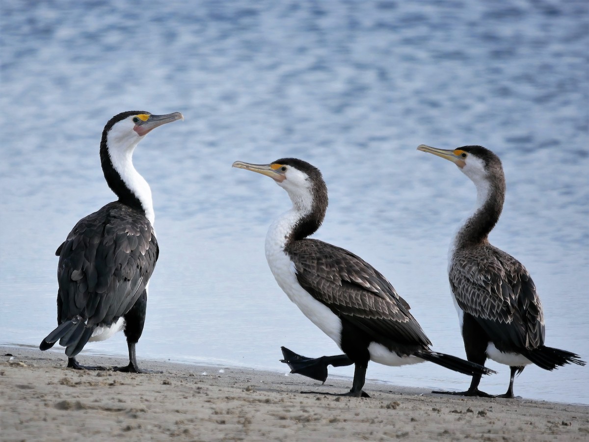 Pied Cormorant - Shelley Altman