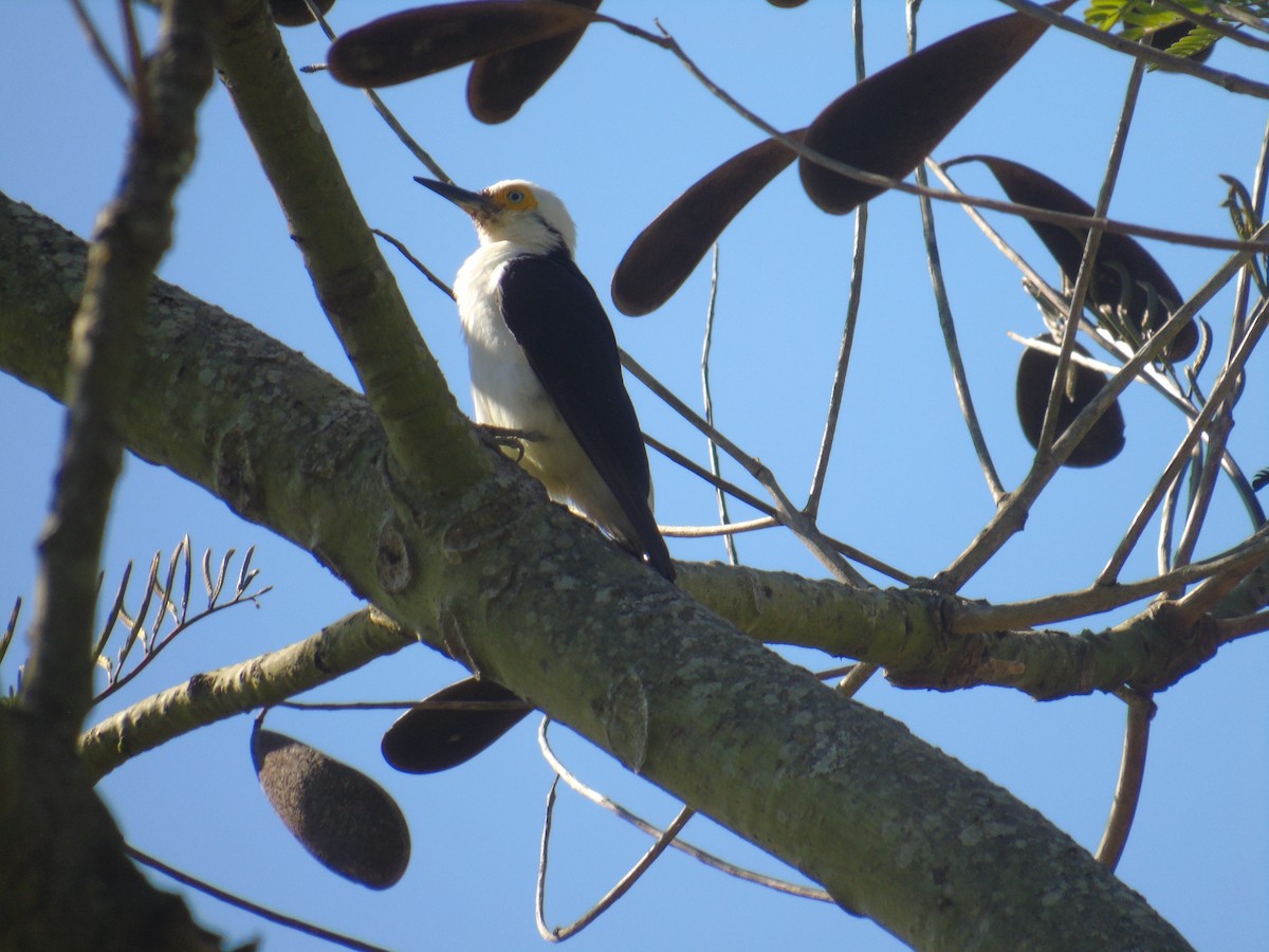 White Woodpecker - ML508400071