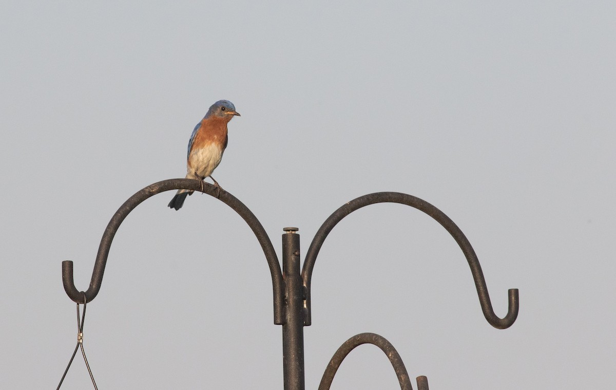 Eastern Bluebird - ML508400571