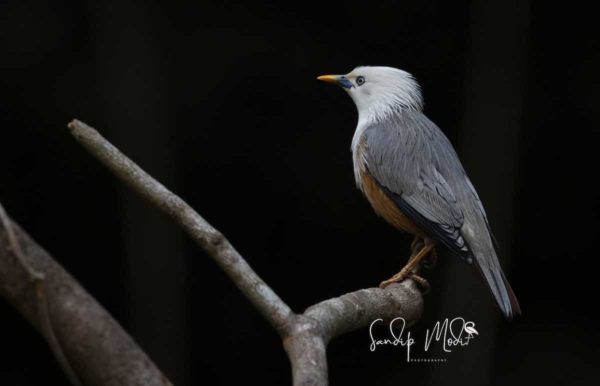 špaček malabarský - ML508401071