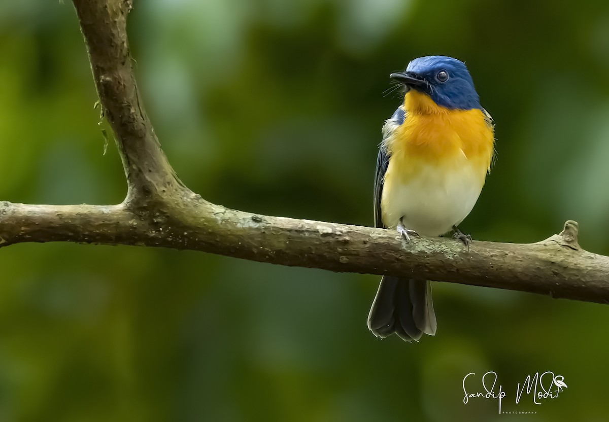 Tickell's Blue Flycatcher - ML508401221