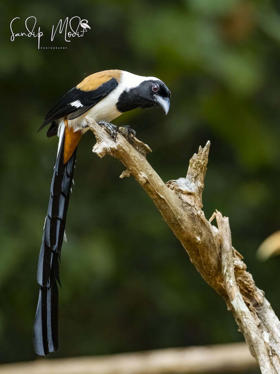 White-bellied Treepie - ML508401301