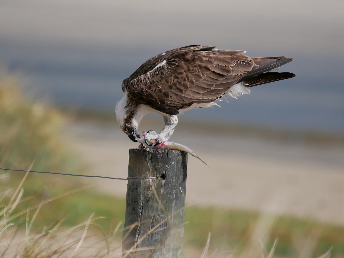 Osprey - Shelley Altman