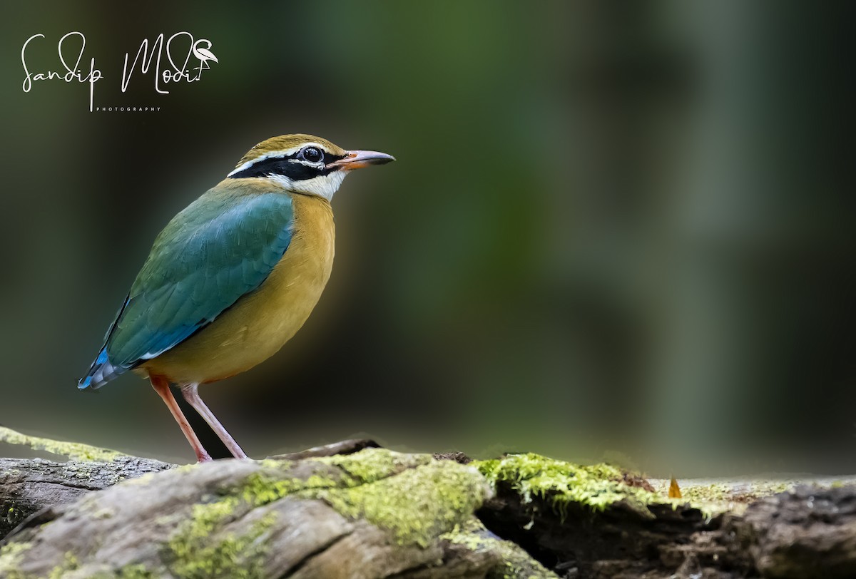 Indian Pitta - Dr.Sandip  Modi
