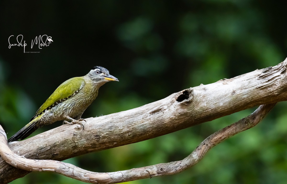 Streak-throated Woodpecker - ML508401441
