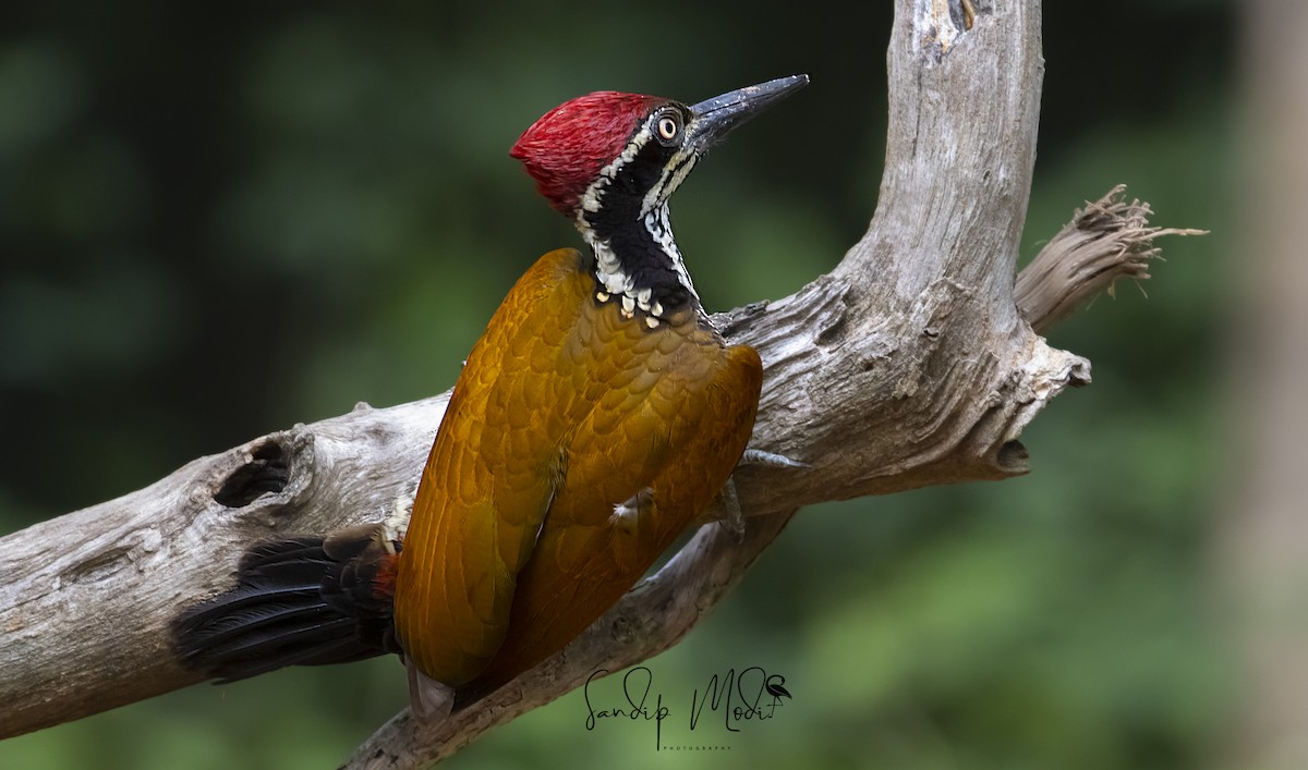 Greater/Common Flameback - Dr.Sandip  Modi