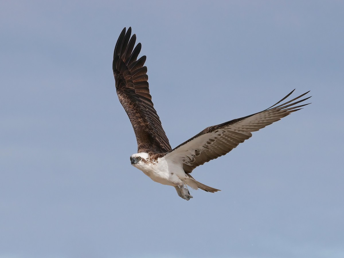 Balbuzard pêcheur - ML508402401