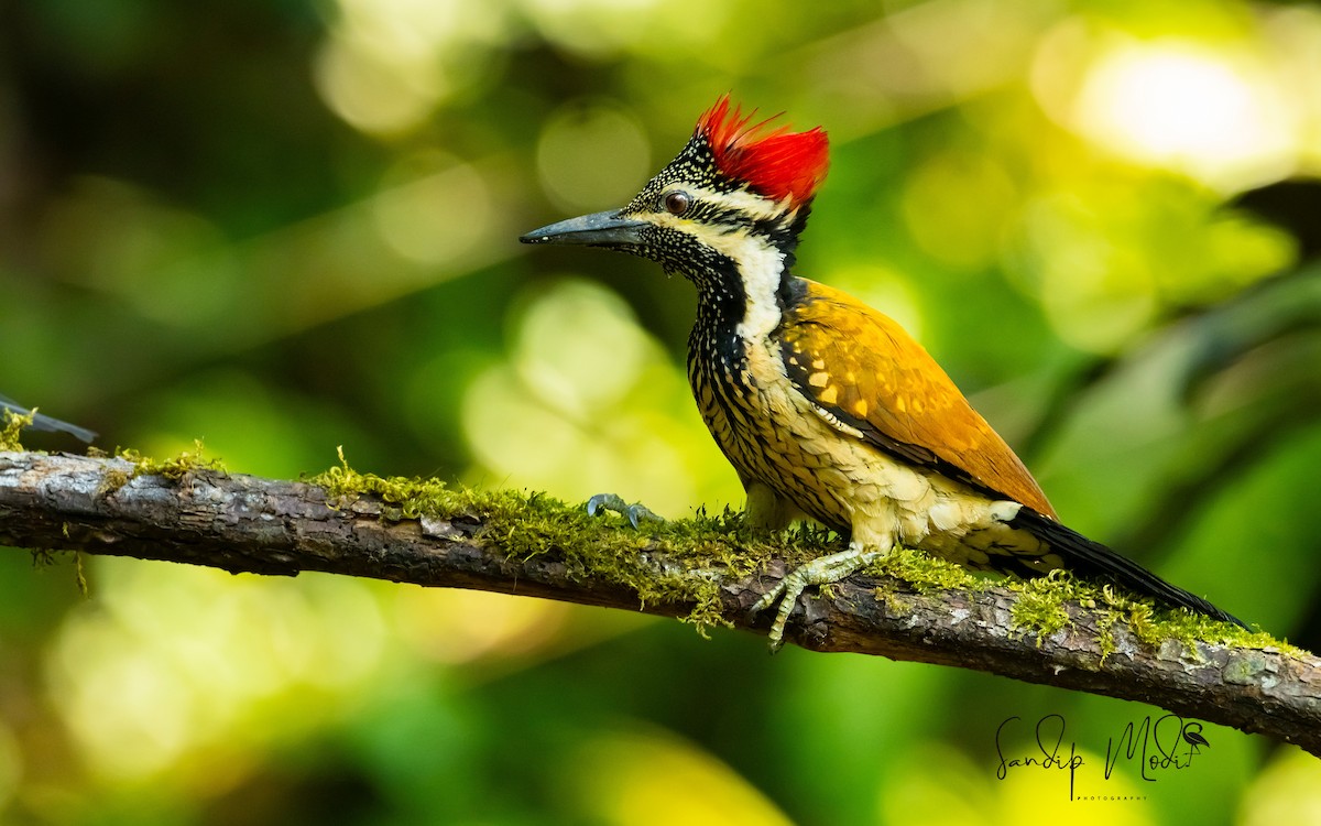 Black-rumped Flameback - ML508404291