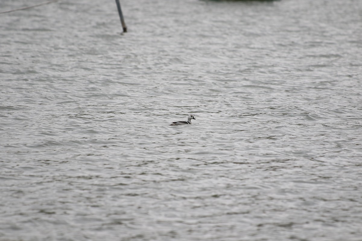 Cotton Pygmy-Goose - ML508404921