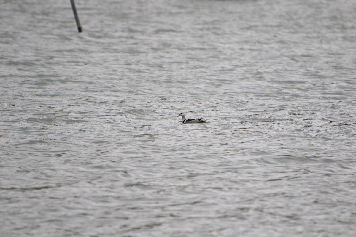 Cotton Pygmy-Goose - ML508404931