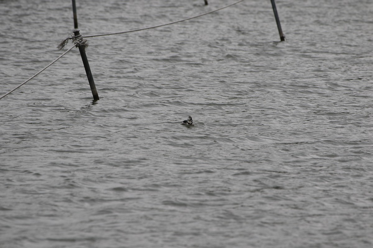 Cotton Pygmy-Goose - ML508404941