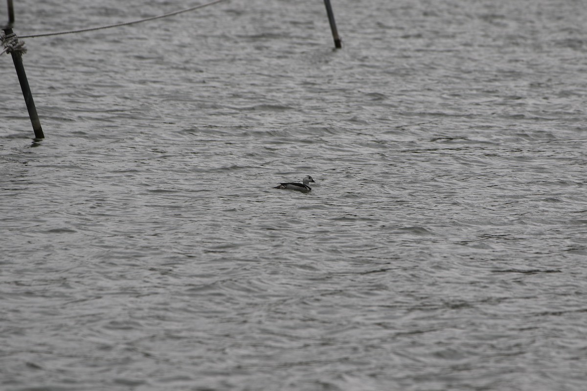 Cotton Pygmy-Goose - ML508404951